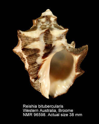 Reishia bitubercularis.jpg - Reishia bitubercularis (Lamarck,1822)